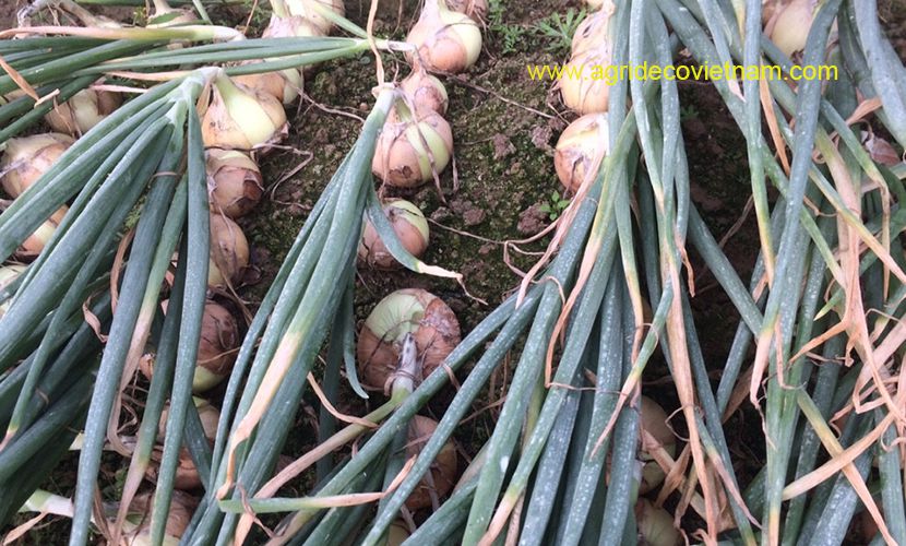 Field of fresh onion in Vietnam