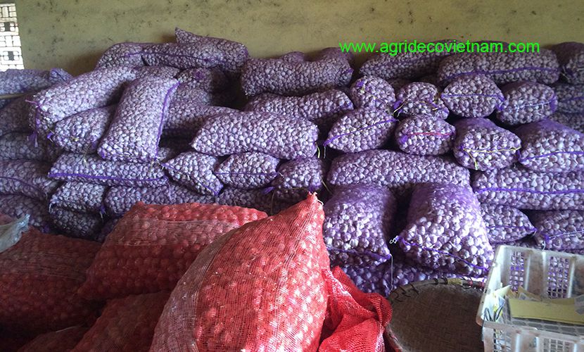 Fresh garlic packing for export