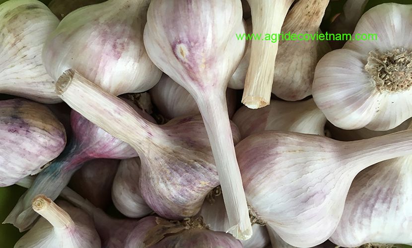 Vietnamese garlic