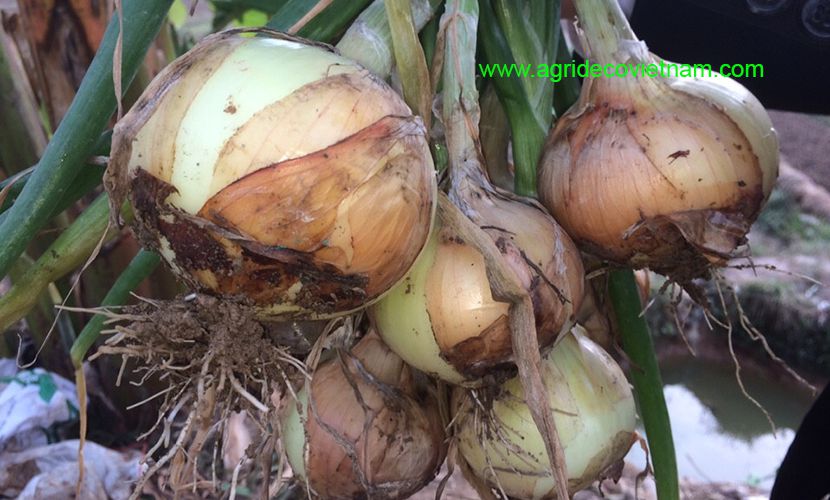 Vietnamese onion
