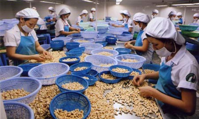 Cashew nut processing