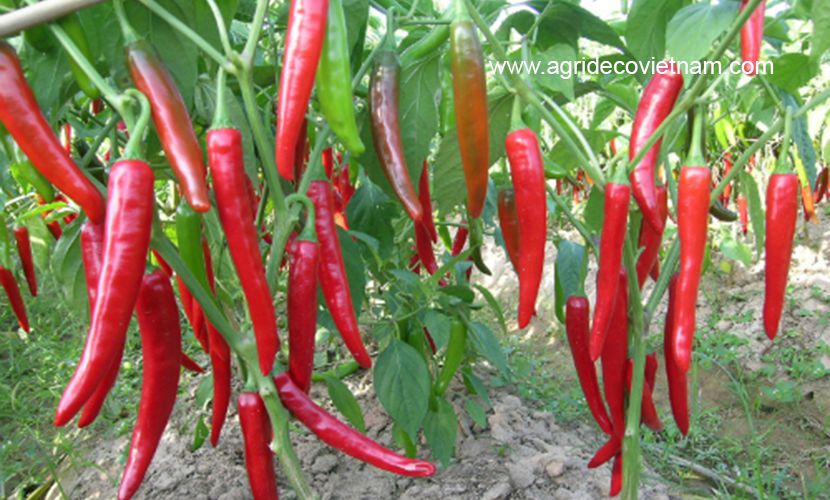 Earth chilli pepper from Vietnam