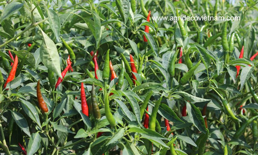 Sky chilli pepper from Vietnam