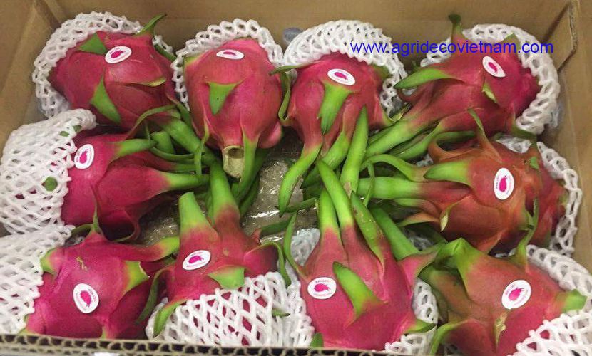 Dragon fruit from Vietnam for sale