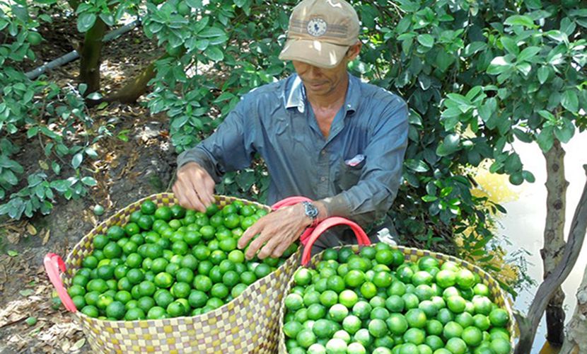 Fresh lime from Vietnam