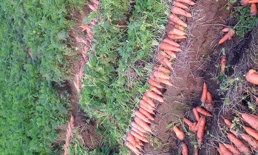 Fresh carrot from Vietnam