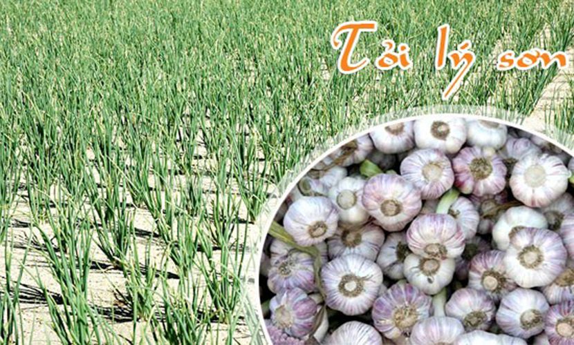 Garlic in Vietnam