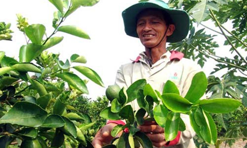 Seedless lime in Vietnam