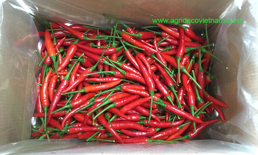 Fresh chilli: Packaging for export