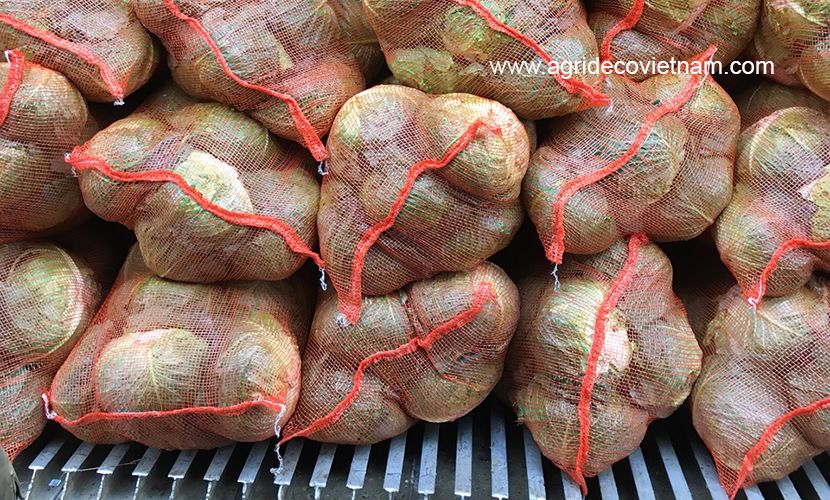 Round cabbage in 20kg bag