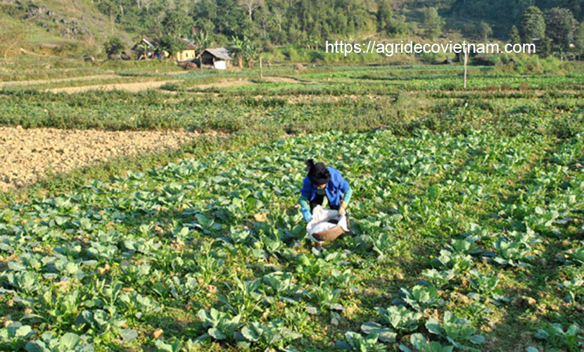 off-season cabbages from Vietnam