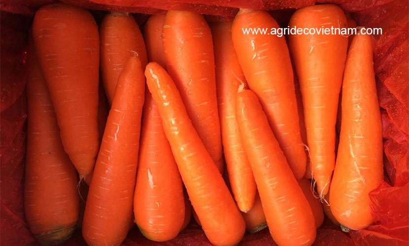 fresh carrots in Vietnam