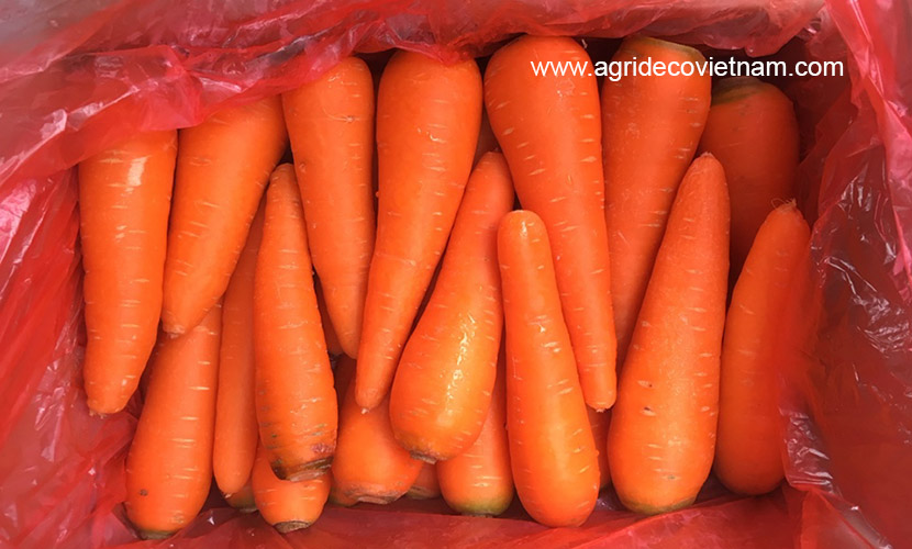 Vietnamese carrot