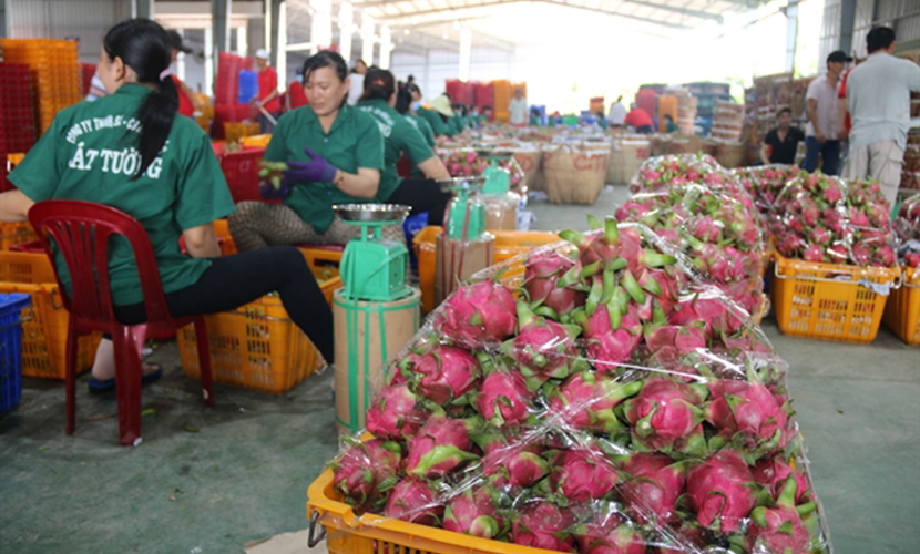 Processing dragon fruit in a factory in Vietnam