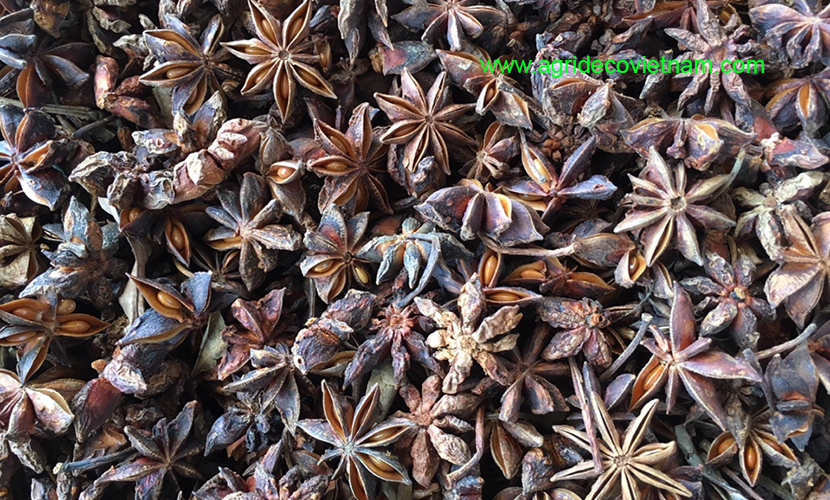 Star aniseed in Vietnam: autumn type