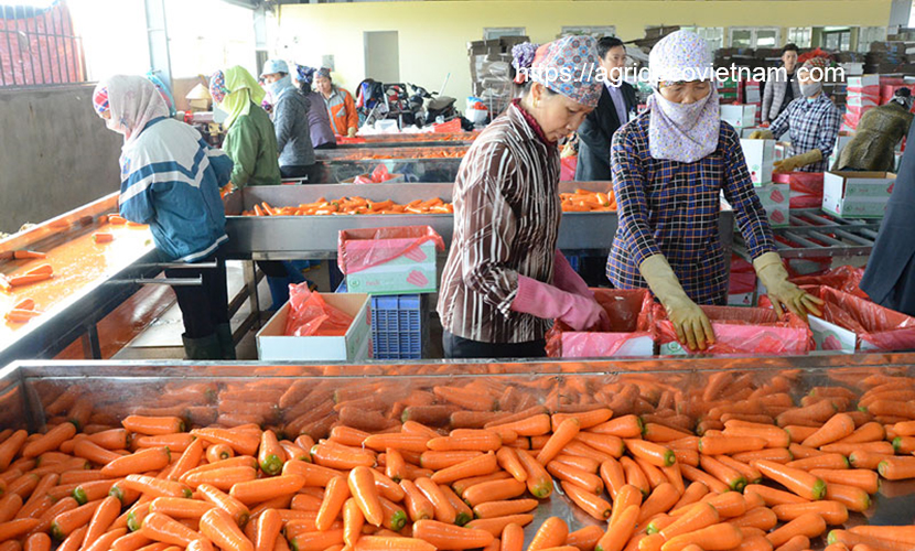 One processing factory of carrot in Hai Duong province