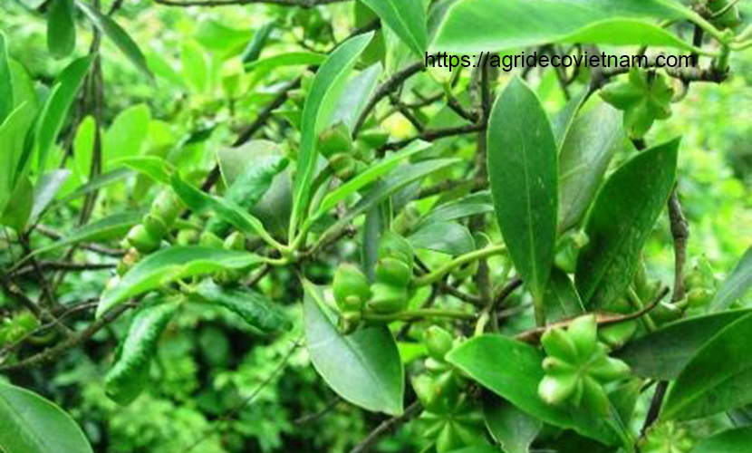 Lang Son star anise: Green flowers