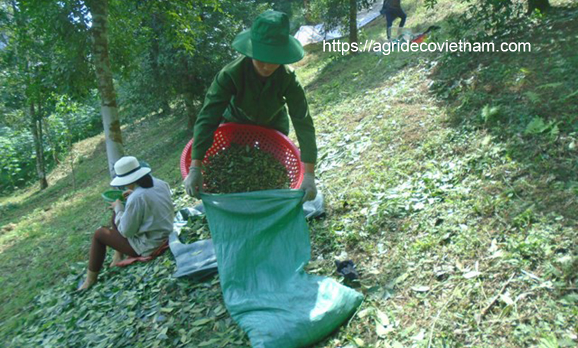 Harvesting star aniseed in Vietnam