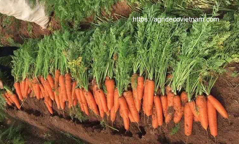 Harvesting carrots in Vietnam