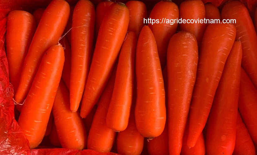 Vietnam carrots for export