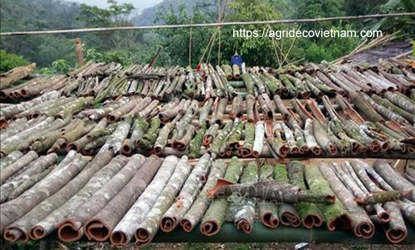 Vietnam cinnamon products