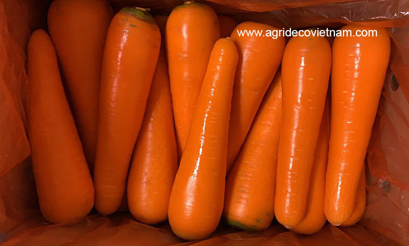 Vietnamese carrot: 2L size for Korean market