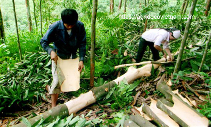 Vietnam organic cassia harvesting