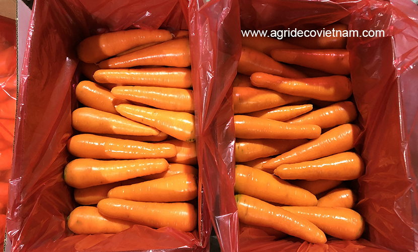 Vietnam carrot: Packing 4.5kg for export