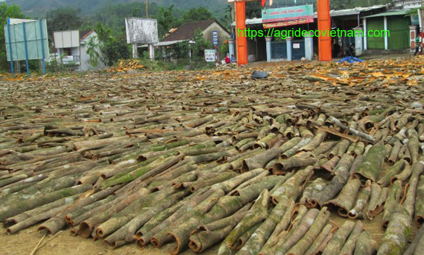 Cinnamon barks in Quang Ngai