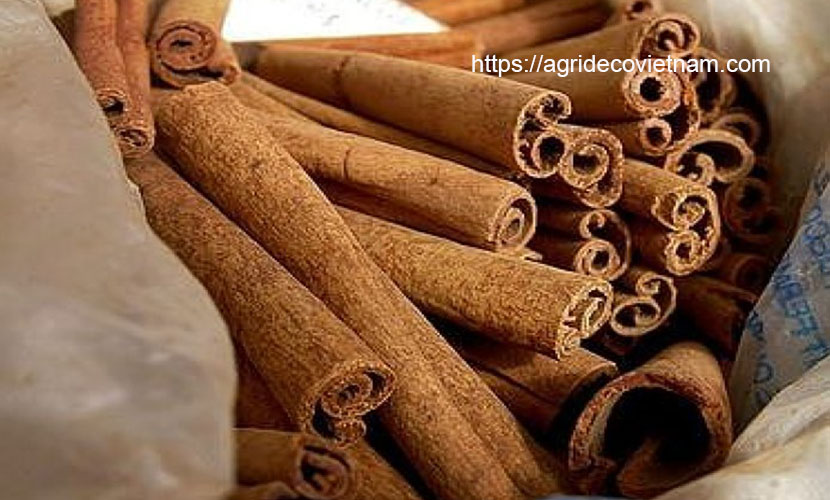 Quang Ngai cinnamon sticks