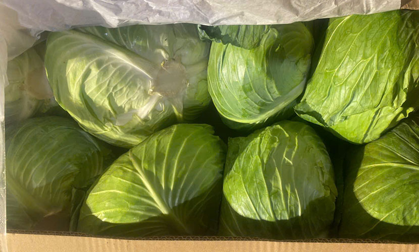 fresh cabbage packing 15kg net