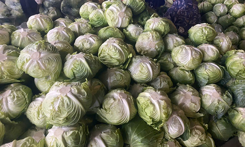 Fresh cabbages with one outer leaf