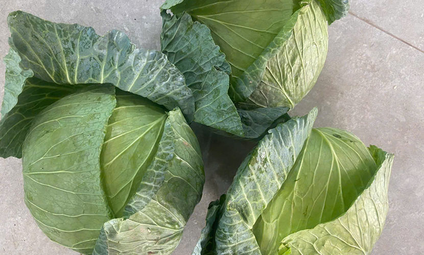 Fresh cabbages from Vietnam