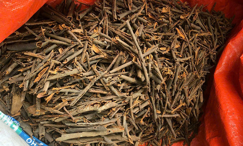 Saigon broken cassia