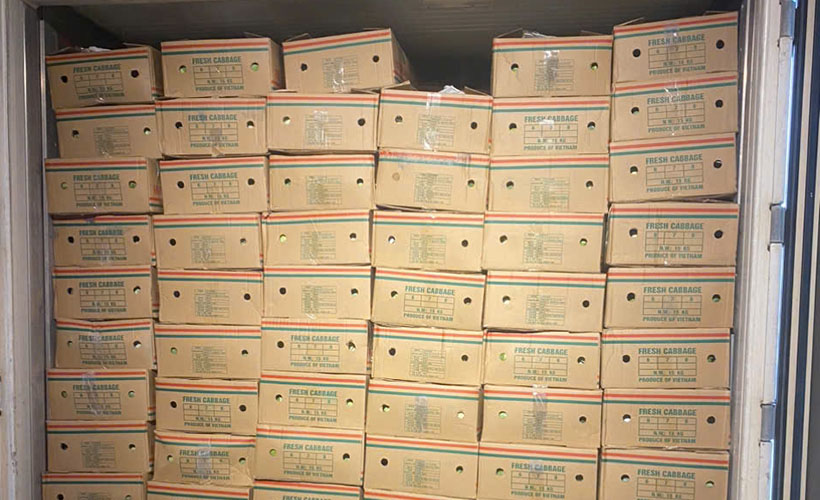 Loading fresh cabbages for customers