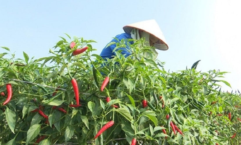 Vietnamese chili field