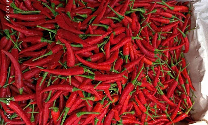 Vietnamese fresh chili packing