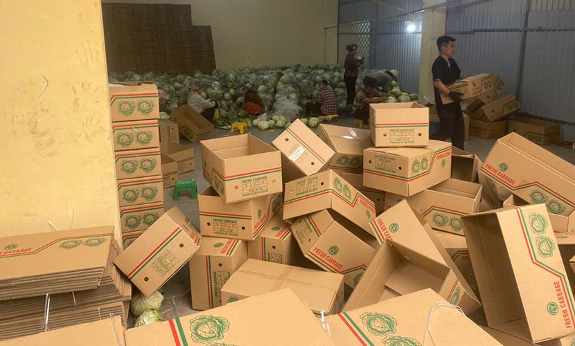A cabbage packing house of Agrideco Vietnam Co., Ltd.