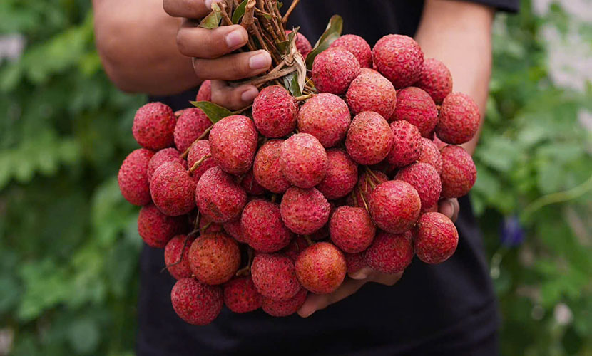 A lychee bunch