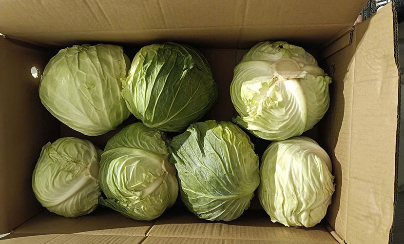 Vietnam's export-quality cabbage