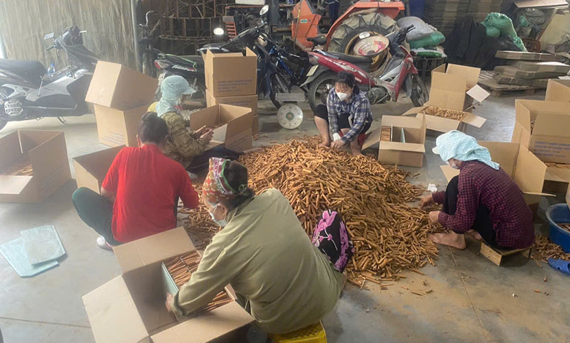 A factory of Vietnamese cassia exports