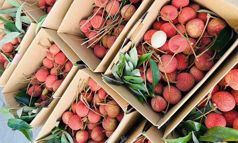 Vietnamese lychee boxes for export