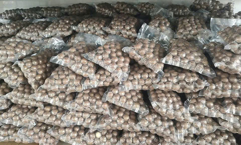 Vietnamese macadamia