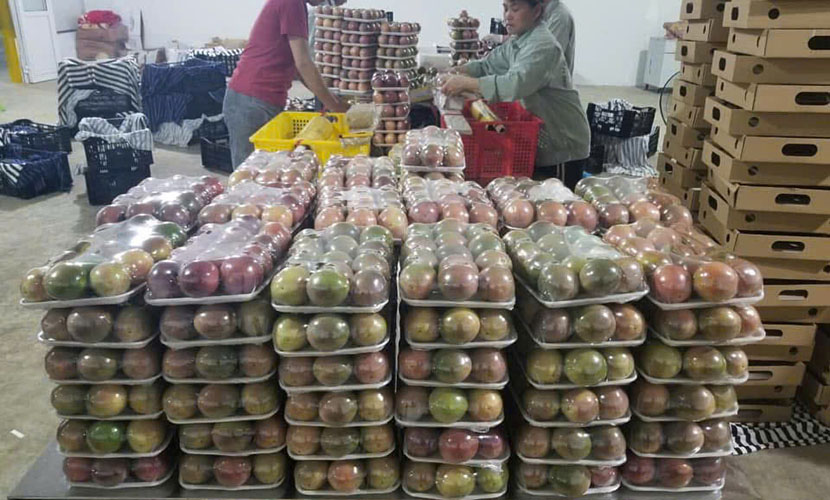 Vietnamese passion fruit packaging