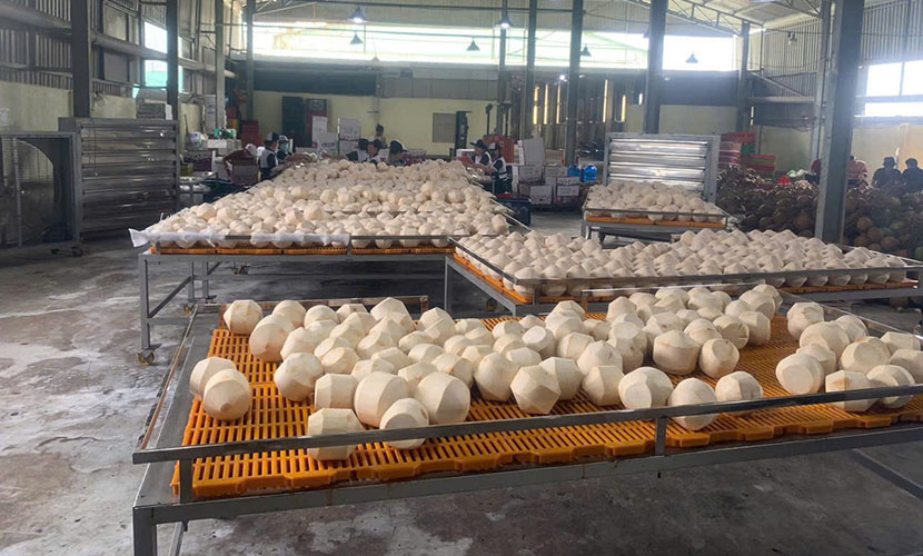 A coconut factory in Vietnam