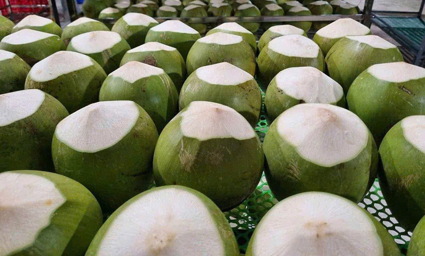 Vietnam's coconut