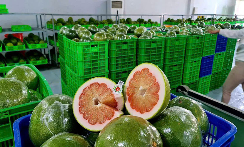 Vietnam's grapefruit factory