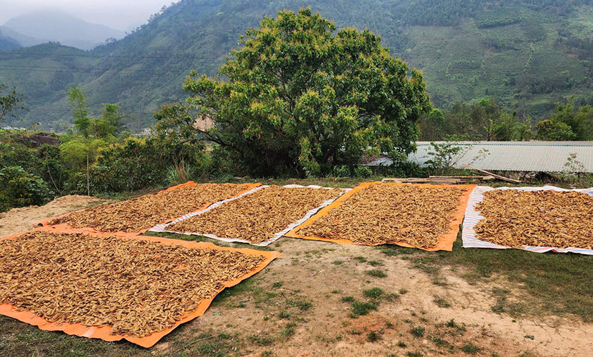 Drying Saigon's cinnamon in Binh Lieu District
