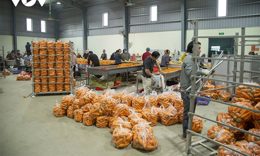 Hai Duong carrot factory for export
