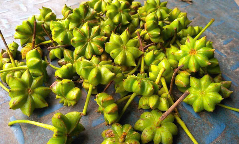 Fresh star anise from Lang Son province